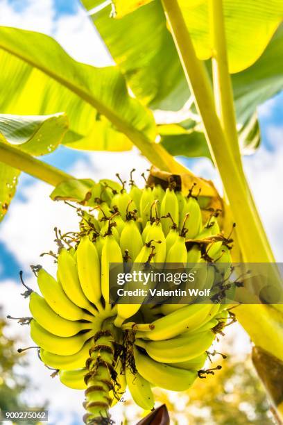 bananas, banana tree (musa), multiple fruits, banana leaves, banana plantation, thailand - bananenplantage stock-fotos und bilder