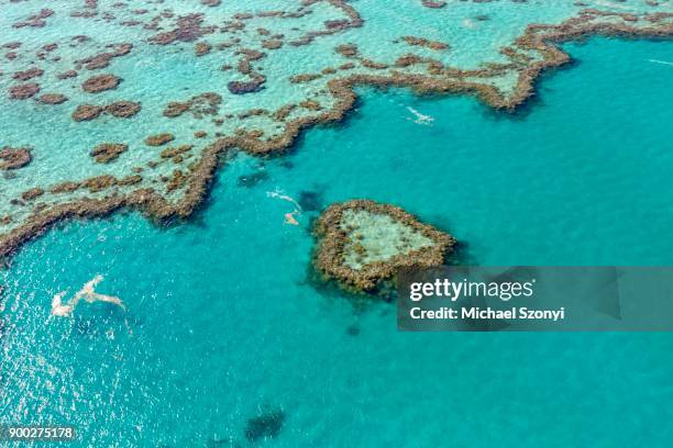 coral reef, heart reef, part of hardy reef, outer great barrier reef, queensland - hardy reef stockfoto's en -beelden