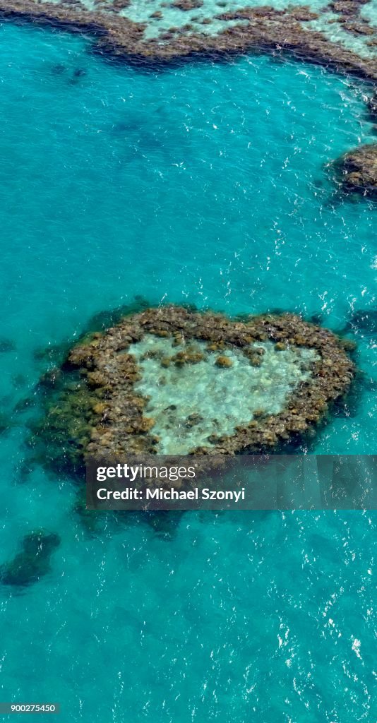 Coral Reef, Heart Reef, part of Hardy Reef, Outer Great Barrier Reef, Queensland