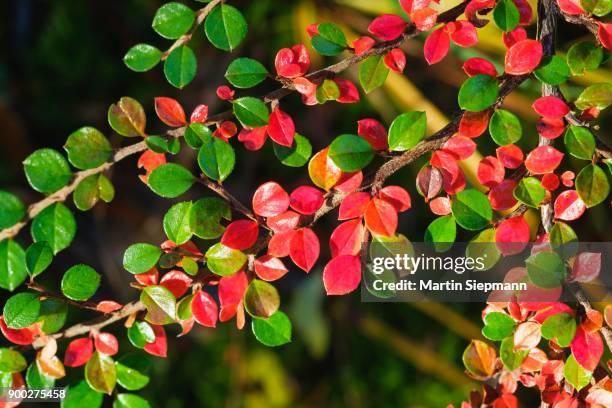 autumnal colored leaves, rock cotoneaster (cotoneaster horizontalis), isar, geretsried, bavaria, germany - cotoneaster horizontalis stock pictures, royalty-free photos & images