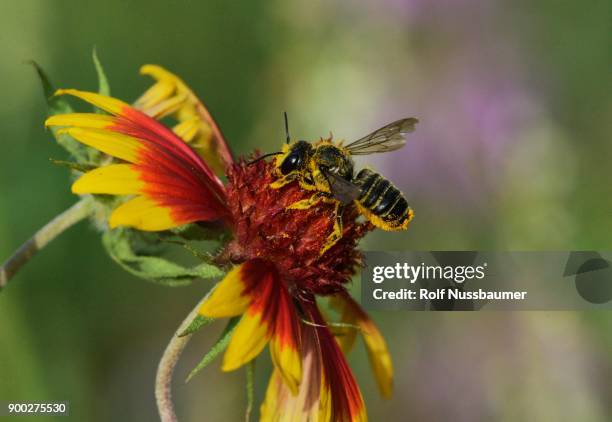 Firebee Insect 766 Fire Bee Stock Photos, High-Res Pictures, and Images - Getty Images