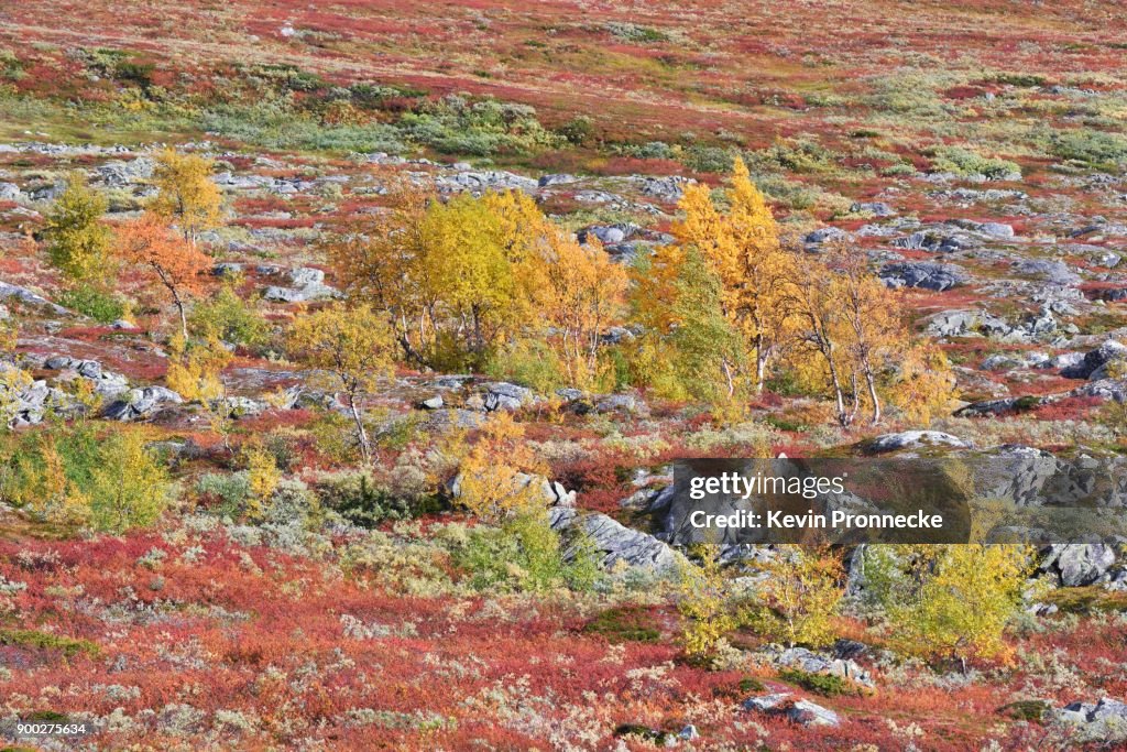Fells Landscape Fell Landscape Colorful Fall Foliage Saltfjelletsvartisen National Park ...