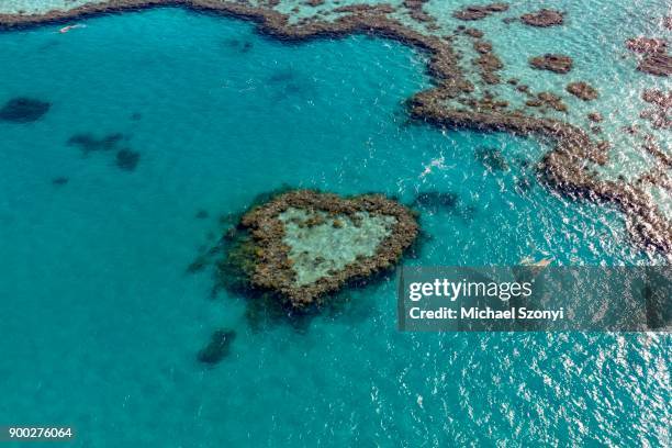 coral reef, heart reef, part of hardy reef, outer great barrier reef, queensland - hardy reef stockfoto's en -beelden