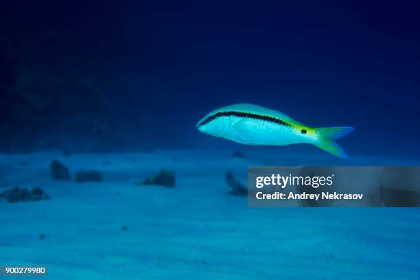 red sea goatfish (parupeneus forsskali) swims over a sandy bottom, red sea, dahab, sinai peninsula, egypt - parupeneus stock pictures, royalty-free photos & images