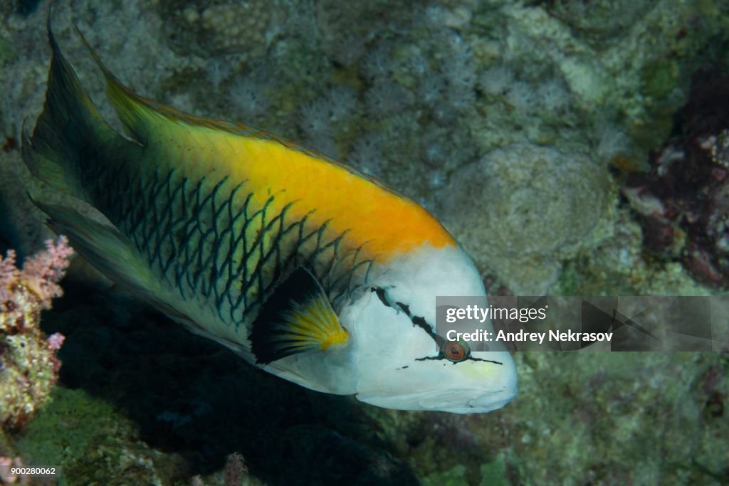 Sling-jaw wrasse (Epibulus insidiator) floats in coral reef, Red sea, Sharm El Sheikh, Sinai Peninsula, Egypt