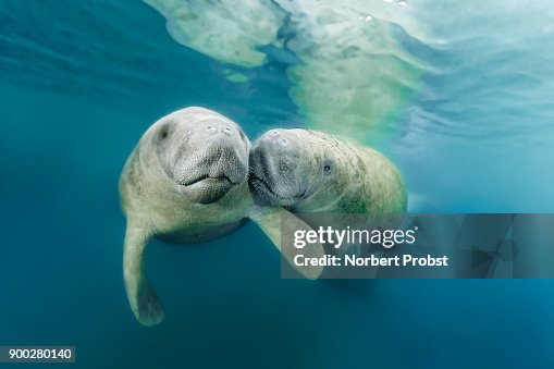 Two West Indian manatees (Trichechus manatus), couple, Three Sisters Springs, manatee sanctuary, Crystal River, Florida, USA Two West Indian manatees (Trichechus manatus), couple, Three Sisters Springs, manatee sanctuary, Crystal River, Florida, USA