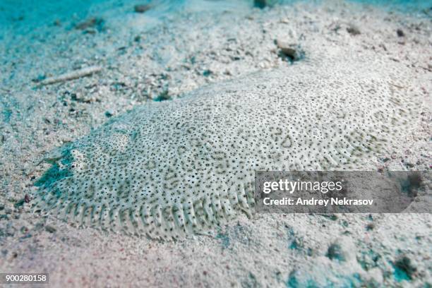 red sea moses sole, speckled sole or finless sole (pardachirus marmoratus) on the sandy bottom, red sea, dahab, sinai peninsula, egypt - moses sole stock pictures, royalty-free photos & images