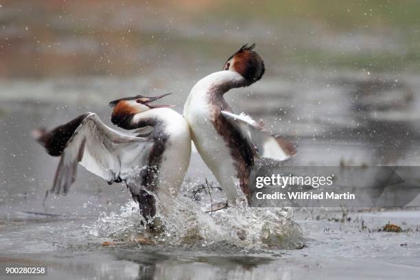 great crested grebes (podiceps cristatus) fighting, fight over territory, hesse, germany - grebe stock pictures, royalty-free photos & images
