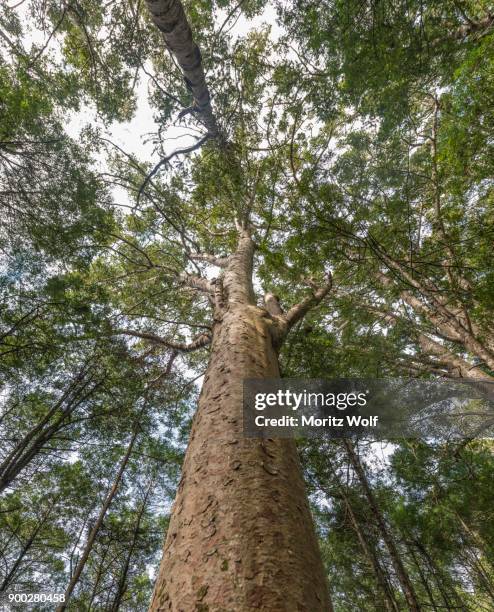 kauri tree (agathis australis) in forest, northland, north island, new zealand - kauri tree stock pictures, royalty-free photos & images