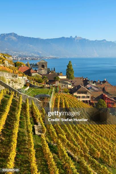 vineyards in autumn, view of lake geneva and winegrowing village saint-saphorin, lavaux, canton of vaud, switzerland - geneva canton stock-fotos und bilder