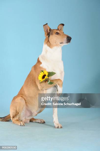 smooth collie, sable, holding flower with paw - smooth collie stock pictures, royalty-free photos & images