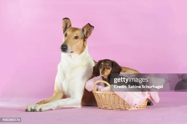 smooth collie, sable, lying, with long-haired dachshund, brown, puppy in basket - smooth collie stock pictures, royalty-free photos & images