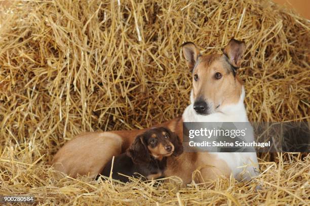 smooth collie, sable, with long-haired dachshund, lying on straw, brown, puppy - smooth collie stock pictures, royalty-free photos & images