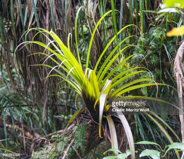 plant, epiphyte on tree trunk, vegetation in the waipoua kauri forest, northland, north island, new zealand - kauri tree stock-fotos und bilder