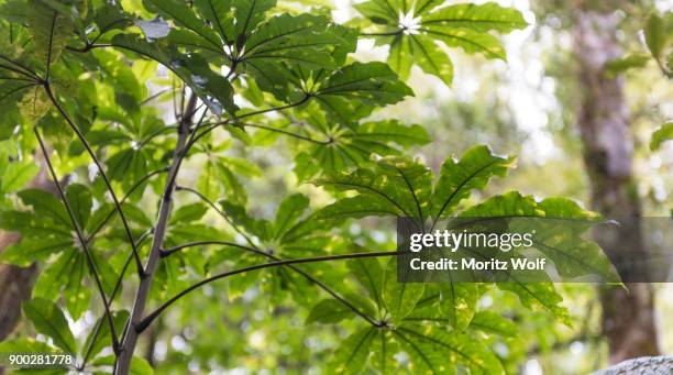 leaves of aralia (aralia), vegetation in waipoua forest, northland, north island, new zealand - waipoua forest stock pictures, royalty-free photos & images