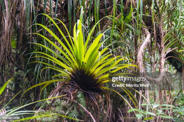 plant, epiphyte on tree trunk, vegetation in waipoua forest, northland, north island, new zealand - waipoua forest stock pictures, royalty-free photos & images