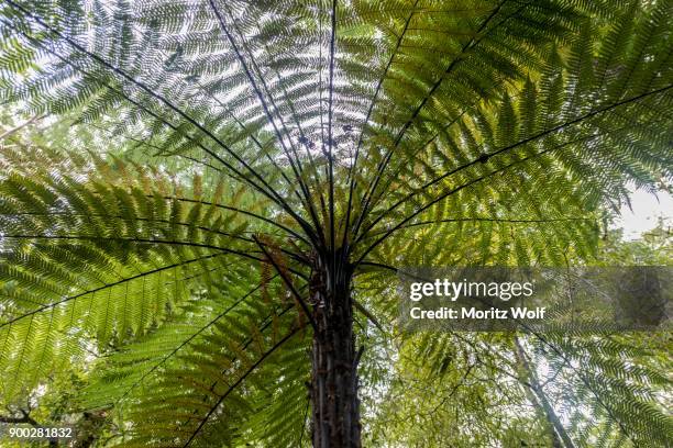 tree fern (cyatheales) waipoua forest, northland, north island, new zealand - waipoua forest stock pictures, royalty-free photos & images