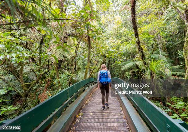 woman walking along path through the rainforest, dense vegetation in waipoua forest, northland, north island, new zealand - waipoua forest stock pictures, royalty-free photos & images