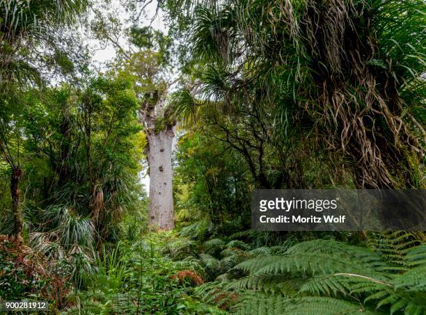 oldest kauri tree, tane mahuta, lord of the forest or god of the forest, dense rainforest, waipoua forest, northland, north island, new zealand - kauri tree stock-fotos und bilder