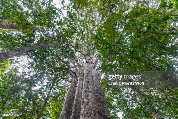 four kauri trees (agathis australis) standing together, the four sisters, waipoua forest, northland, north island, new zealand - ワイポウア ストックフォトと画像