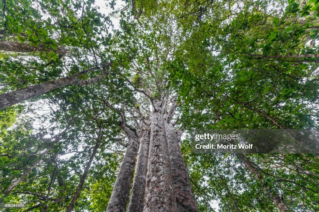 Four Kauri trees (Agathis australis) standing together, The Four Sisters, Waipoua forest, Northland, North Island, New Zealand