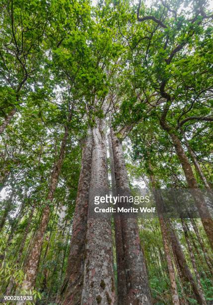 four kauri trees (agathis australis) standing together, the four sisters, waipoua forest, northland, north island, new zealand - ワイポウア ストックフォトと画像