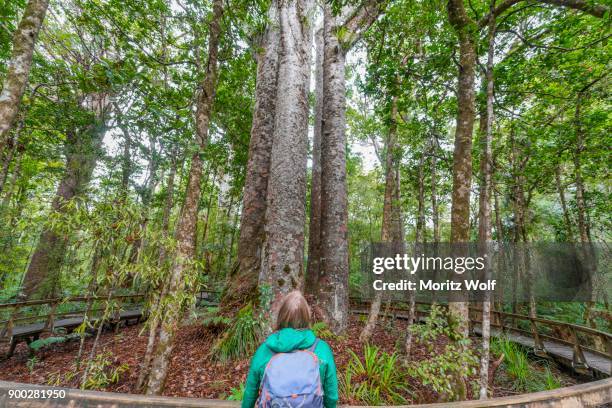 tourist in front of four kauri trees (agathis australis) standing together, the four sisters, waipoua forest, northland, north island, new zealand - waipoua forest stock pictures, royalty-free photos & images