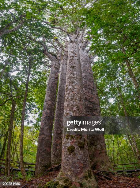 four kauri trees (agathis australis) standing together, the four sisters, waipoua forest, northland, north island, new zealand - waipoua forest stock pictures, royalty-free photos & images