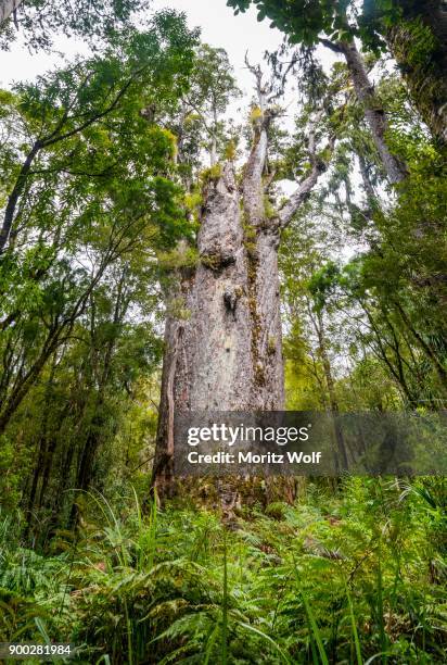 te matua ngahere, father of the forest, giant kauri tree (agathis australis), the four sisters, waipoua forest, northland, north island, new zealand - kauri tree stock-fotos und bilder