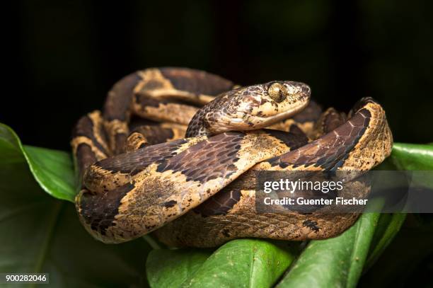 cat-eyed snake (leptodeira ornata), curled up on plant, amazon rainforest, canande river nature reserve, choco forest, ecuador - cat snake - fotografias e filmes do acervo