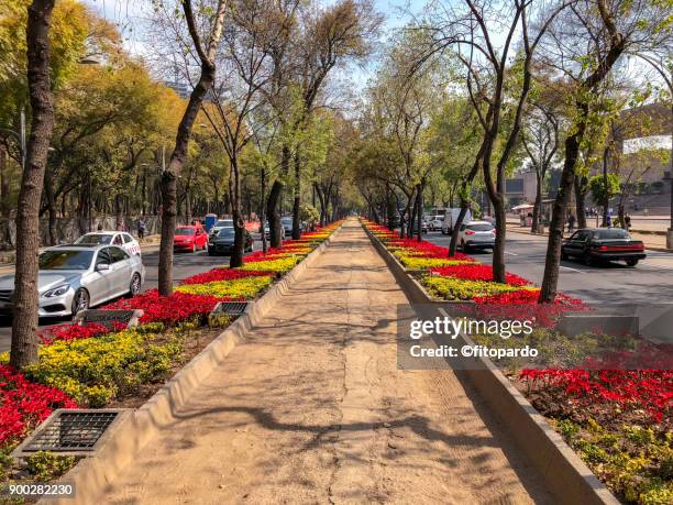 red poinsettia flower in paseo de la reforma in mexico - gift guide stock pictures, royalty-free photos & images