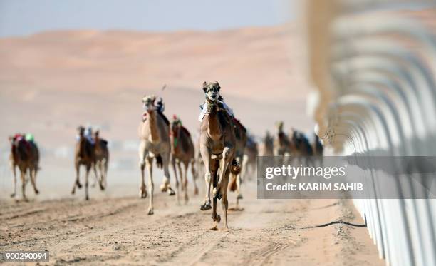 Camels race during the Liwa 2018 Moreeb Dune Festival on January 1 in the Liwa desert, some 250 kilometres west of the Gulf emirate of Abu Dhabi. /...