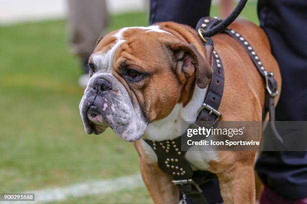 Mississippi State Bulldogs mascot Bully XXI during the game between the Louisville Cardinals and the Mississippi State Bulldogs on December 30, 2017...