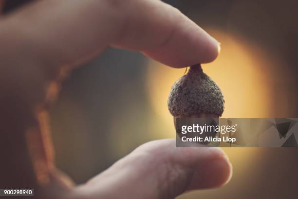 acorn - acorns stock pictures, royalty-free photos & images