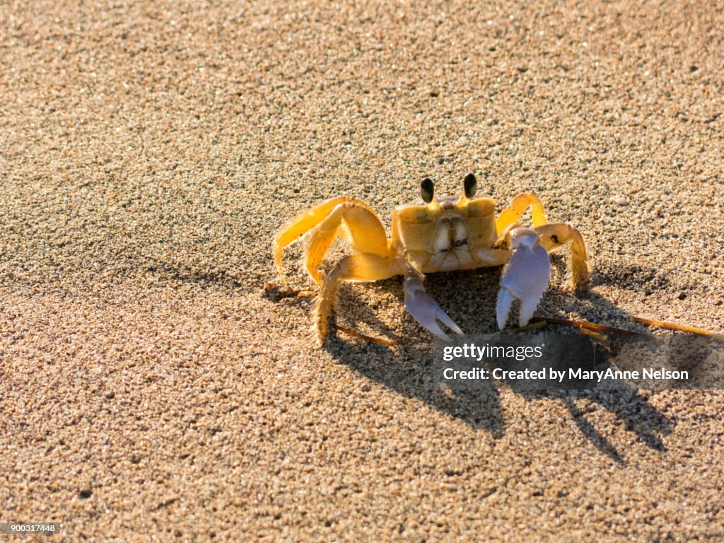 Sand Crab Watching Up Close