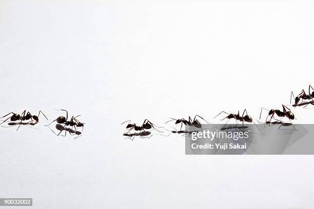 ants face each other - ant stock pictures, royalty-free photos & images