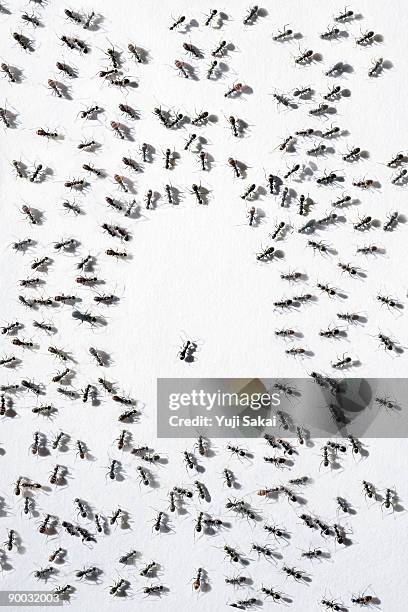 ants over view - ants stock pictures, royalty-free photos & images