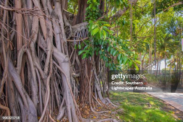 avenue of fig trees in city parkland, noumea, new caledonia, south pacific. - natural parkland 個照片及圖片檔