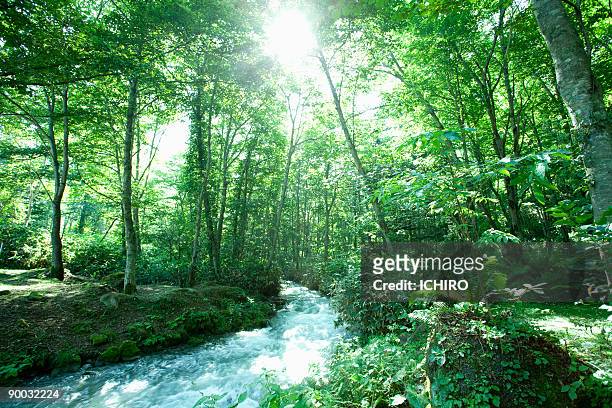 a ravine between trees. - forest river foto e immagini stock