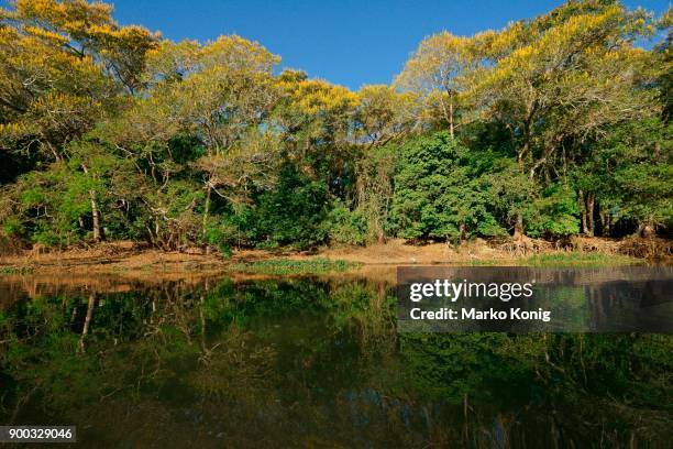 tropical riverbank vegetation on the river bank, yellow flowering lapacho trees, yellow lapacho (handroanthus serratifolius), pantanal, mato grosso, brazil - ipe yellow stock pictures, royalty-free photos & images