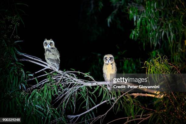 striped owls (asio clamator) with young at night, pantanal, matto grosso do sul, brazil - clamator stock pictures, royalty-free photos & images