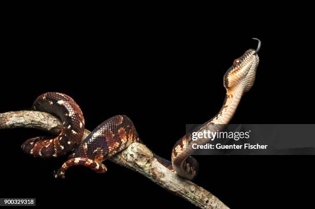 malagasy tree boa (sanzinia madagascariensis), young on branch, andasibe national park, madagascar - madagascar boa stock pictures, royalty-free photos & images