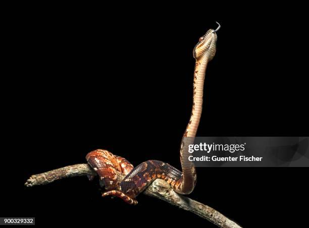 malagasy tree boa (sanzinia madagascariensis), young on branch, andasibe national park, madagascar - madagascar boa stock pictures, royalty-free photos & images