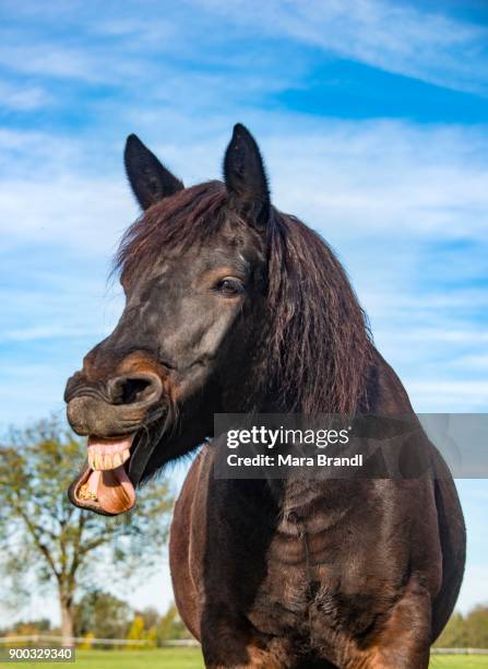 Neigh Image 199 Horse Neighing Stock Photos, High-Res Pictures, and Images - Getty ...