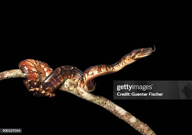 malagasy tree boa (sanzinia madagascariensis), young on branch, andasibe national park, madagascar - madagascar boa stock pictures, royalty-free photos & images