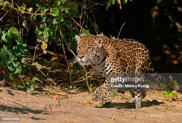 jaguar (panthera onca), hunting, pantanal, mato grosso, brazil - cuiaba river stockfoto's en -beelden