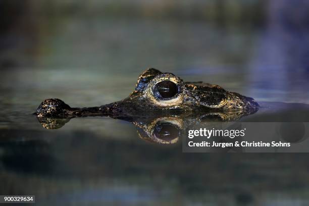 dwarf crocodile (osteolaemus tetraspis), adult portrait, in water, captive, occurrence west africa - african dwarf crocodile stock pictures, royalty-free photos & images