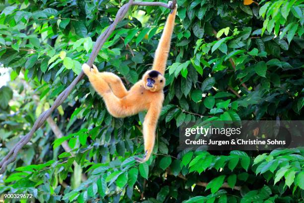 southern yellow-cheeked crested gibbon, (nomascus gabriellae), adult, female, hangs in tree, swinging, captive, occurrence asia - gibbon stock pictures, royalty-free photos & images