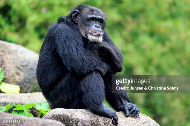 Chimpanzee Rocks Chimpanzee Rock Photos and Premium High Res Pictures - Getty Images