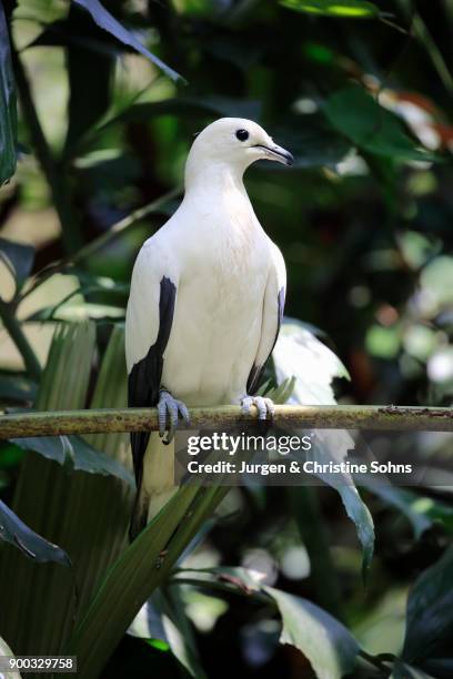 pied imperial pigeon (ducula bicolor), adult, sitting in a tree, captive, occurrence australia - pigeon ducula stock pictures, royalty-free photos & images
